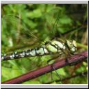 Aeshna cyanea - Blaugruene Mosaikjungfer m01b jung.jpg